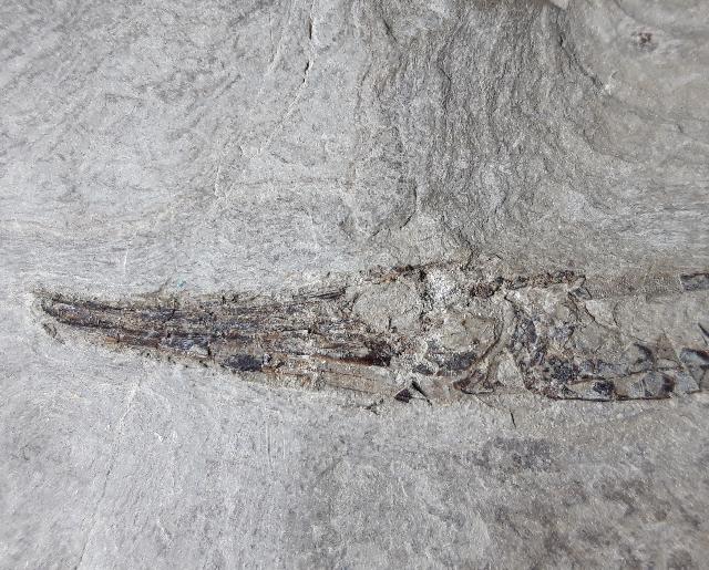 Centricus heinrichi HECKEL 1850 - Bild © FossNet FossilienStore